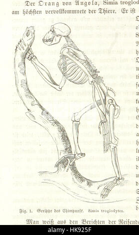 Der Mensch, seine Abstammung Und Gesittung Im Lichte der Darwinschen Lehre... Dargestellt. Mit 36 Holzschnitten Bild entnommen Seite 64 von "Der Mensch, Sein Stockfoto