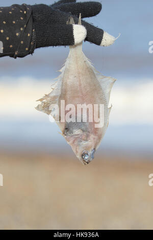 Rays Brassen oder Atlantic Pomfret (Brama Brama), nach einem Sturm in der Nordsee tot an einem Norfolk Küste angeschwemmt Stockfoto