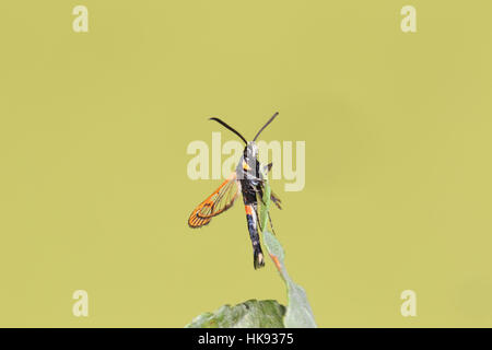 Red-belted Clearwing (Synanthedon Myopaeformis), eine lokalisierte, rote und schwarze Wespe-Mimic Motte, in einem Vorort Norfolk-Garten Stockfoto