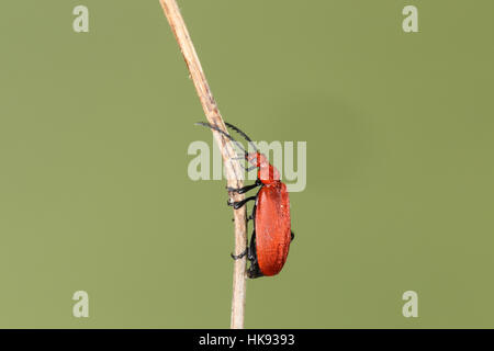 Rothaarige oder gemeinsame Kardinal Käfer (Pyrochroa Serraticornis), ein leuchtend scharlachrote Bug klettern einen Zweig mit einem grünen Hintergrund Stockfoto