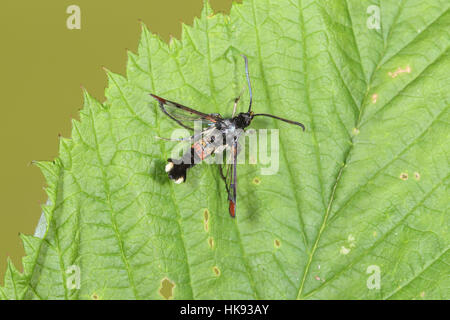 Rot-bestückte Clearwing (Synanthedon Formicaeformis), ein schwarz-rot-weiße Wespe-Mimic Nachtfalter, der tagsüber auf einem grünen Blatt fliegt Stockfoto