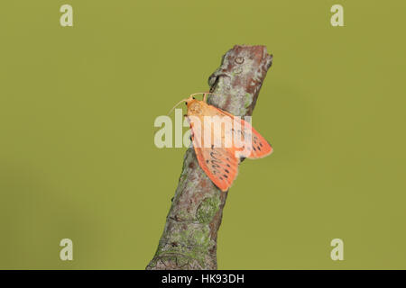 Rosig Lakai (Miltochrista Miniata), eine Orange-rosa-Motte mit schwarzen Flecken, thront auf einem Zweig auf einem sauberen grünen Hintergrund Stockfoto
