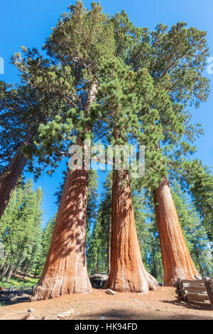 Gigantischen Sequoia Bäumen Stockfoto