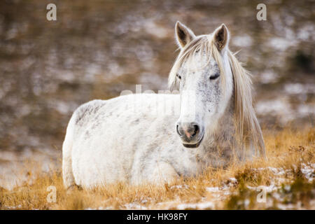 Wilden weißen Mustang Pferd, ruht in einem schneebedeckten Feld Stockfoto