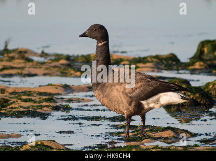 Brant Gans stehen bis auf den Pfoten im Wasser. Atlantikküste Oléron Insel, Frankreich. Stockfoto