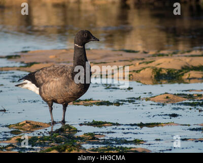 Brant Gans stehen bis auf den Pfoten im Wasser. Atlantikküste Oléron Insel, Frankreich. Stockfoto