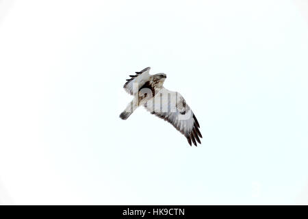 Buteo Lagopus, Rough-legged Buzzard fliegen gegen Himmel im Winter. Die große Hawk ist geschützt, in Finnland gefährdet. Stockfoto