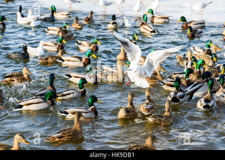 Wilde Enten und Möwen auf dem Wasser im Winter Stockfoto