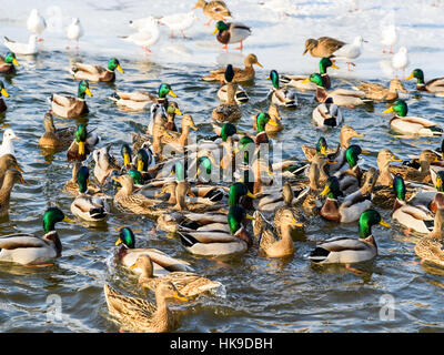 Wilde Enten und Möwen auf dem Wasser im Winter Stockfoto