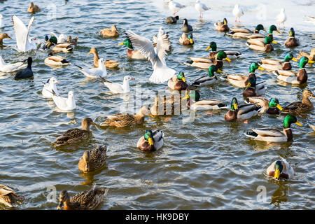 Wilde Enten und Möwen auf dem Wasser im Winter Stockfoto