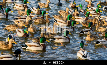 Wilde Enten und Möwen auf dem Wasser im Winter Stockfoto