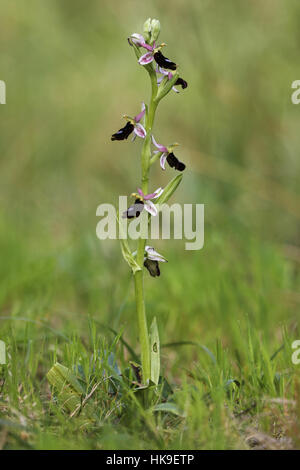Balearen Orchidee (Ophrys Balearica) Endemit der Balearen, single Stem mit offenen Blüten, April 2016 Stockfoto