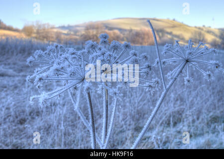 Wild Angelica (Angelica Sylvestris) Seedheads in einem Raureif. Powys, Wales. Januar. Stockfoto