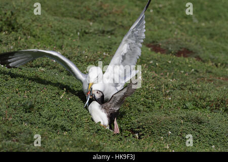 Europäischen Silbermöwe (Larus Argentatus) Erwachsene im Sommer Gefieder, Papageitaucher (Fratercula Artica) für ihren Fang Sandaale anzugreifen.  Juni. Stockfoto