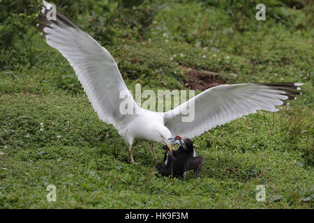 Europäische Silbermöwe (Larus Argentatus) Erwachsene, Sommer Gefieder, Papageitaucher (Fratercula Artica) für seine Ergreifung Sandaale anzugreifen.  Juni.   Sko Stockfoto