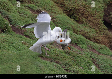 Europäische Silbermöwe (Larus Argentatus) Erwachsene Sommer Gefieder, Angriff auf Papageitaucher (Fratercula Artica) Sandaale davor zu stehlen versucht di Stockfoto