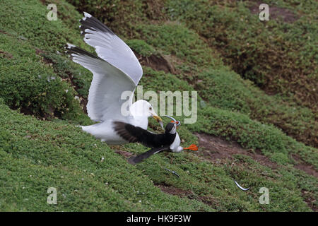 Europäische Silbermöwe (Larus Argentatus) Erwachsene Sommer Gefieder, Feder aus Papageitaucher (Fratercula Artica) verdrängen zwar versucht zu stehlen ihre Stockfoto