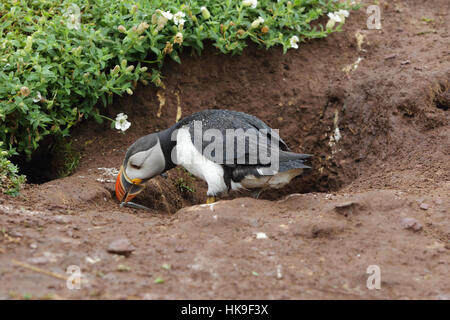 Papageitaucher (Fratercula Artica) Erwachsene am Eingang zur Höhle nisten, Sandaal, die Regentropfen auf Federn fiel abrufen.  Juni. Skokholm Insel Stockfoto