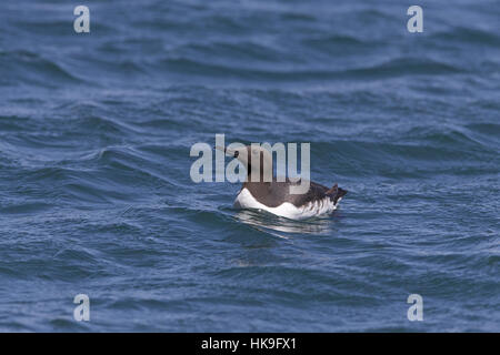 Gemeinsamen Guillemot (Uria Aalge) Erwachsenen, Schwimmen im Meer, Skomer Island, Pembrokeshire, Wales, UK, Juni Stockfoto