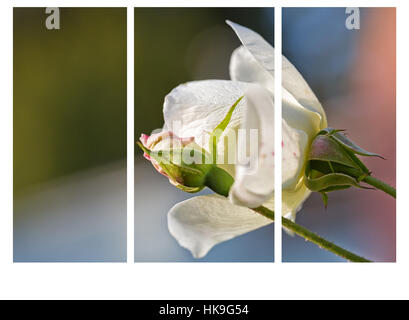 Pfirsich farbigen rose Knospe mit grünen Blättern mit de-fokussierte weiße rose Blume Blüte auf einem farbigen Hintergrund, sehr flachen Fokus - Collage bricht es tun Stockfoto