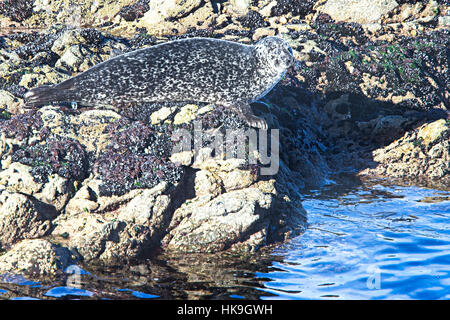 Gemeinsame oder Seehund, (Phoca Vitulina) sonnen sich auf Felsen, Shetland, Schottland, UK. Stockfoto