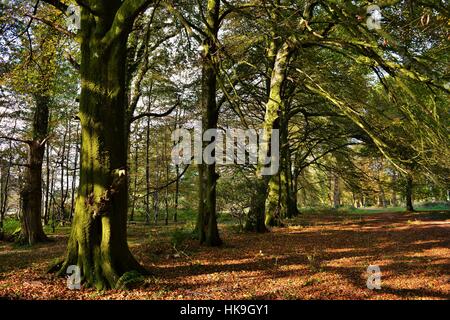 Ein Wald in der Nähe von Arlington Court, UK Stockfoto