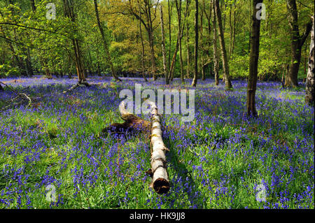 Bluebell Holz North Yorkshire UK Stockfoto