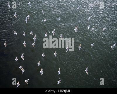 Möwen fliegen über dem Wasser Stockfoto