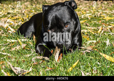 Hund: Stawforshire Bullterrier Stockfoto