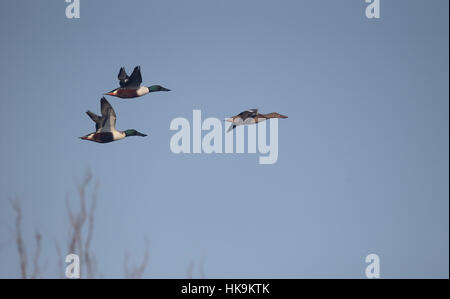 Nördlichen Löffelente Anas Clypeata Gruppe im Flug, Greater London, Januar 2017 Stockfoto