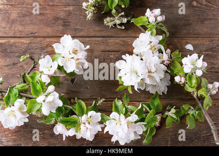 Dekor bunte Ostern-Wachteleier mit Frühling Blüte Zweig mit Kirschblüten Blumen über alten hölzernen Hintergrund. Ansicht von oben. Stockfoto