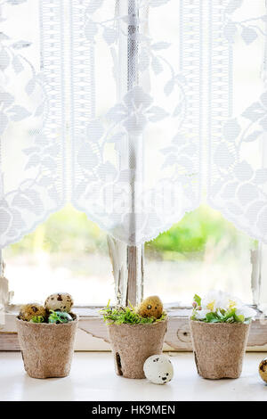 Home Decor bunte Ostern Wachteleier mit Frühlingsblumen Kirsche und Moos im kleinen Garten Töpfe über weiße Fensterbank mit Tag Lichtfenster und Vorhang Stockfoto