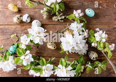 Dekor bunte Ostern-Wachteleier mit Frühling Blüte Zweig mit Kirschblüten Blumen über alten hölzernen Hintergrund. Ansicht von oben. Stockfoto
