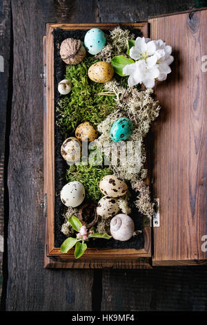 Dekor bunte Ostern Wachteleier in Moos mit Frühlingsblumen Kirsche und Nüssen in Holzkiste über dunklen hölzernen Hintergrund gelegt. Dunkel rustikalen Stil. Top vi Stockfoto