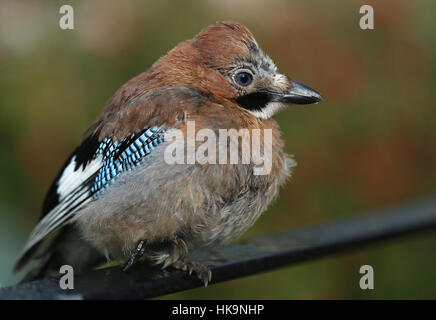 Baby eurasischen Garrulus Glandarius Eichelhäher jungen thront auf einem Geländer in Roggen Kent Großbritannien warten geduldig auf das Essen Stockfoto