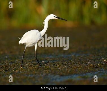 Seidenreiher Ost - Rumänien, Donaudelta Stockfoto