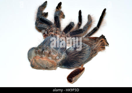 Honduran Curly Hair Tarantula (Tliltocatl albopilosus), die ihr altes Exoskelett abwirft. Fotografiert auf einem Leuchtkasten Stockfoto