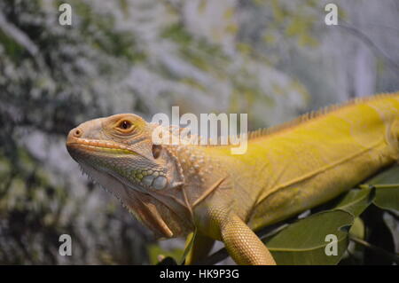 Albino grüner Leguan (Iguana Iguana) Stockfoto