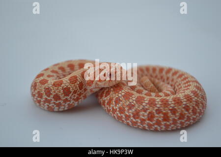 Albino Western Hognose Schlange Stockfoto