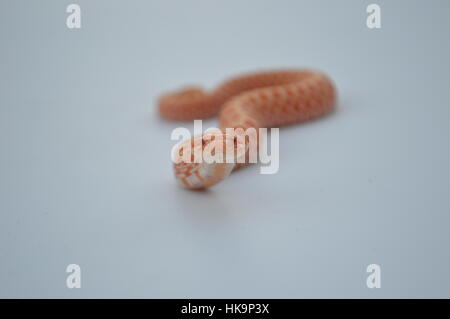 Albino Western Hognose Schlange Stockfoto