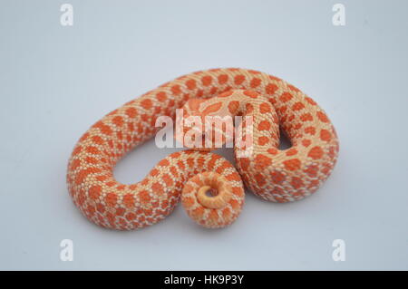 Albino Western Hognose Schlange Stockfoto