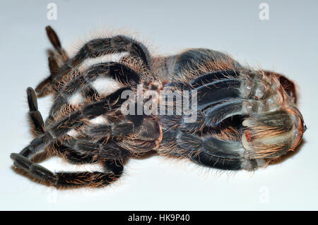 Honduran Curly Hair Tarantula (Tliltocatl albopilosus), die ihr altes Exoskelett abwirft. Fotografiert auf einem Leuchtkasten Stockfoto