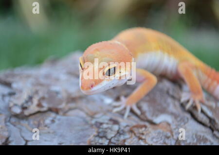 Super Hypo Tangerine Carrot Tail Baldy Leopardgecko (SHTCTB, Eublepharis Macularis) Stockfoto