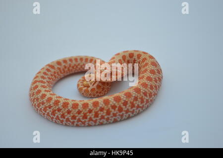 Albino Western Hognose Schlange Stockfoto