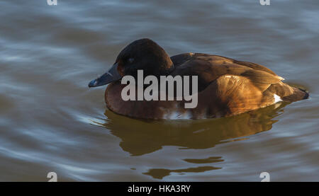 Argentinische Ruddy Duck an Slimbridge Stockfoto