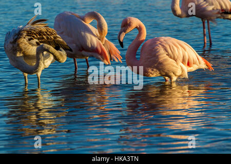 Rosaflamingo an Slimbridge Stockfoto