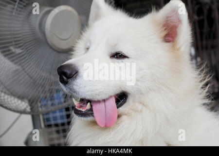 Weißer Samojede Erwachsener Hunderasse lächelnd mit Zunge heraus. Stockfoto