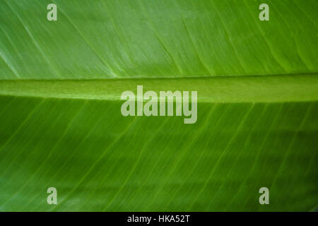 Nahaufnahme von Banane Blatt Textur Hintergrund. Stockfoto