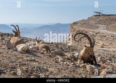 Besuch in Mitzpe Ramon im Süden Israels Stockfoto