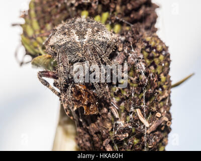 Gemeinsamen Haus Spinne, Parasteatoda Tepidariorum, bezeichnet International als die amerikanische Haus Spinne Stockfoto